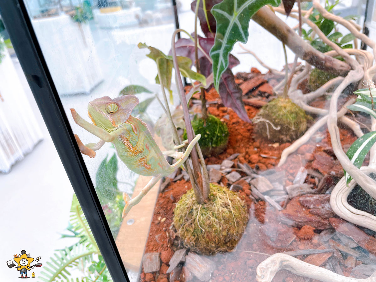 宜蘭三星親子景點推薦｜遛遛三星 / 白狐狸互動×文青溫室×手作體驗，適合全家慢遊的療癒景點