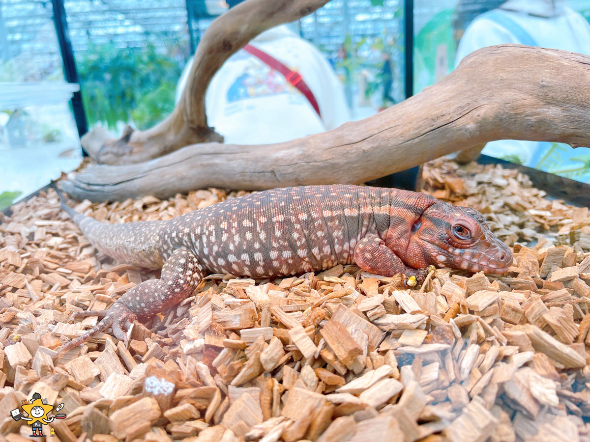 宜蘭三星親子景點推薦|遛遛三星 / 白狐狸互動×文青溫室×手作體驗,適合全家慢遊的療癒景點 - 第16張圖 宜蘭三星親子景點推薦|遛遛三星 / 白狐狸互動×文青溫室×手作體驗,適合全家慢遊的療癒景點