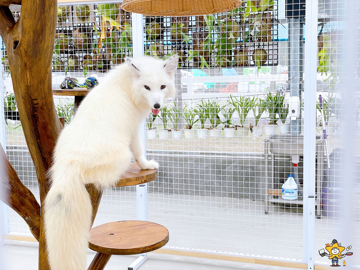 宜蘭三星親子景點推薦｜遛遛三星 / 白狐狸互動×文青溫室×手作體驗，適合全家慢遊的療癒景點