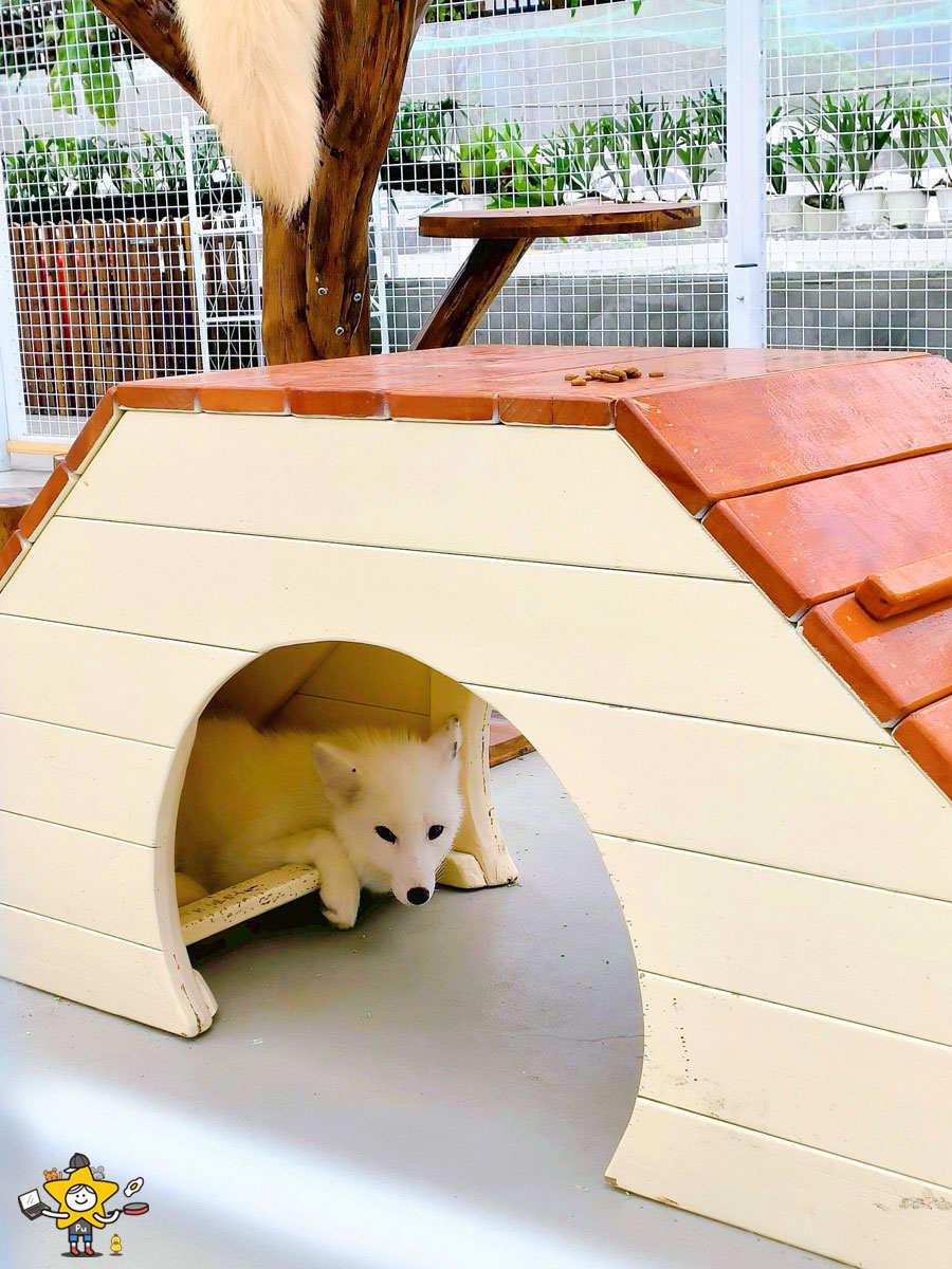 宜蘭三星親子景點推薦|遛遛三星 / 白狐狸互動×文青溫室×手作體驗,適合全家慢遊的療癒景點 - 第24張圖 宜蘭三星親子景點推薦|遛遛三星 / 白狐狸互動×文青溫室×手作體驗,適合全家慢遊的療癒景點