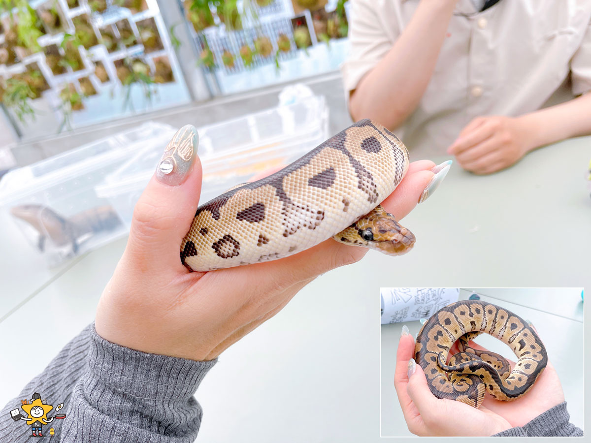 宜蘭三星親子景點推薦|遛遛三星 / 白狐狸互動×文青溫室×手作體驗,適合全家慢遊的療癒景點 - 第33張圖 宜蘭三星親子景點推薦|遛遛三星 / 白狐狸互動×文青溫室×手作體驗,適合全家慢遊的療癒景點