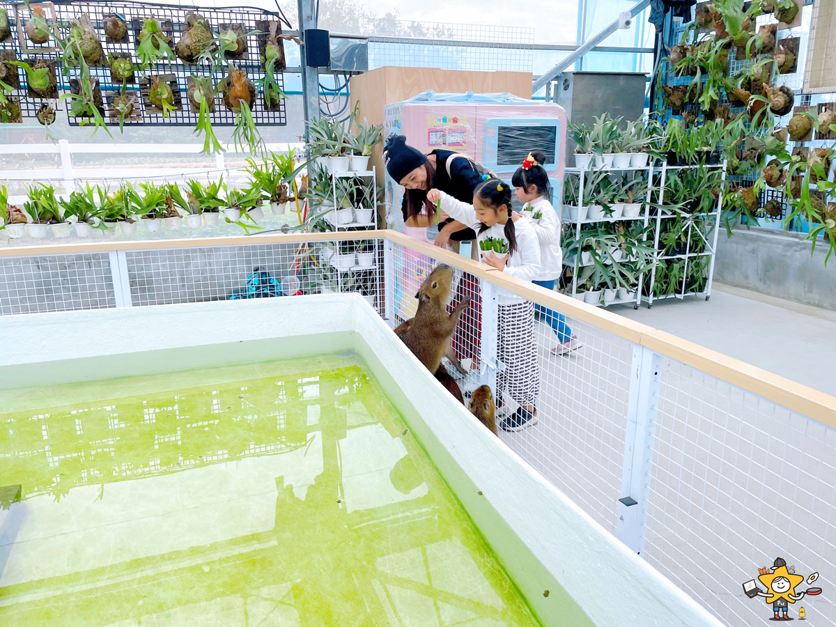 宜蘭三星親子景點推薦|遛遛三星 / 白狐狸互動×文青溫室×手作體驗,適合全家慢遊的療癒景點 - 第26張圖 宜蘭三星親子景點推薦|遛遛三星 / 白狐狸互動×文青溫室×手作體驗,適合全家慢遊的療癒景點