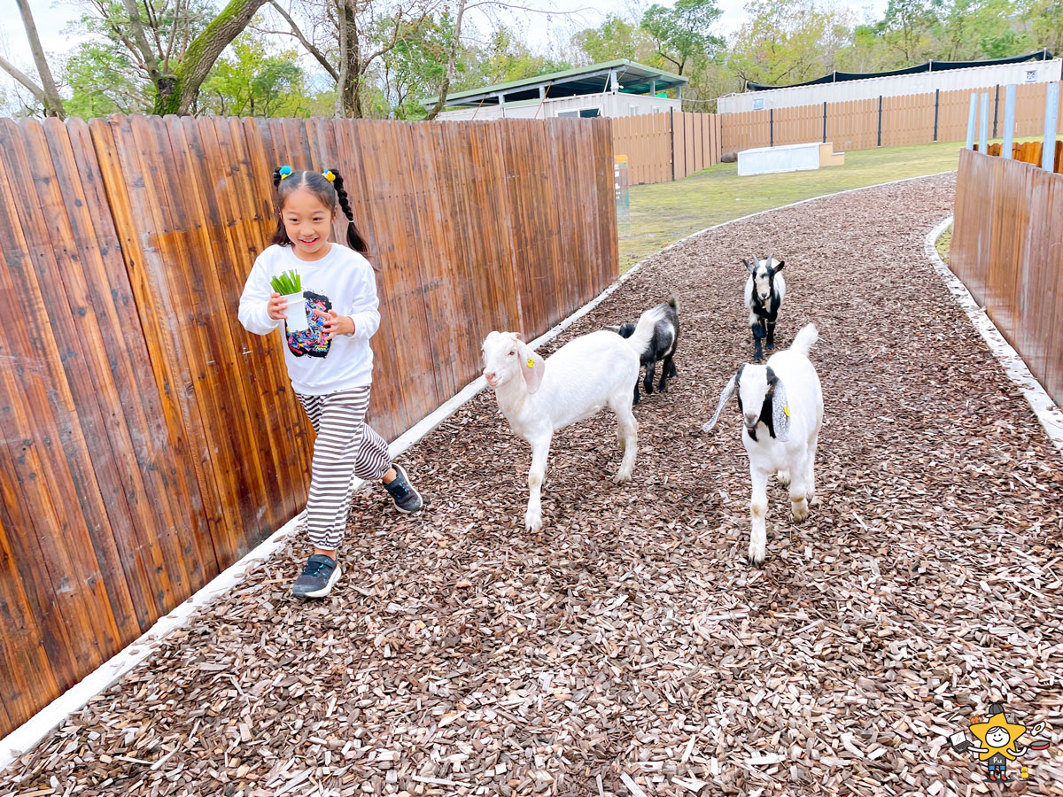 宜蘭三星親子景點推薦|遛遛三星 / 白狐狸互動×文青溫室×手作體驗,適合全家慢遊的療癒景點 - 第37張圖 宜蘭三星親子景點推薦|遛遛三星 / 白狐狸互動×文青溫室×手作體驗,適合全家慢遊的療癒景點