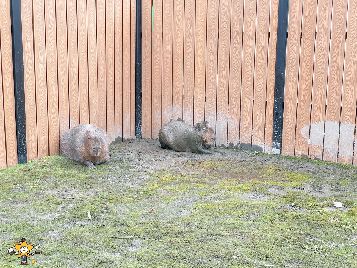 宜蘭三星親子景點推薦|遛遛三星 / 白狐狸互動×文青溫室×手作體驗,適合全家慢遊的療癒景點 - 第45張圖 宜蘭三星親子景點推薦|遛遛三星 / 白狐狸互動×文青溫室×手作體驗,適合全家慢遊的療癒景點