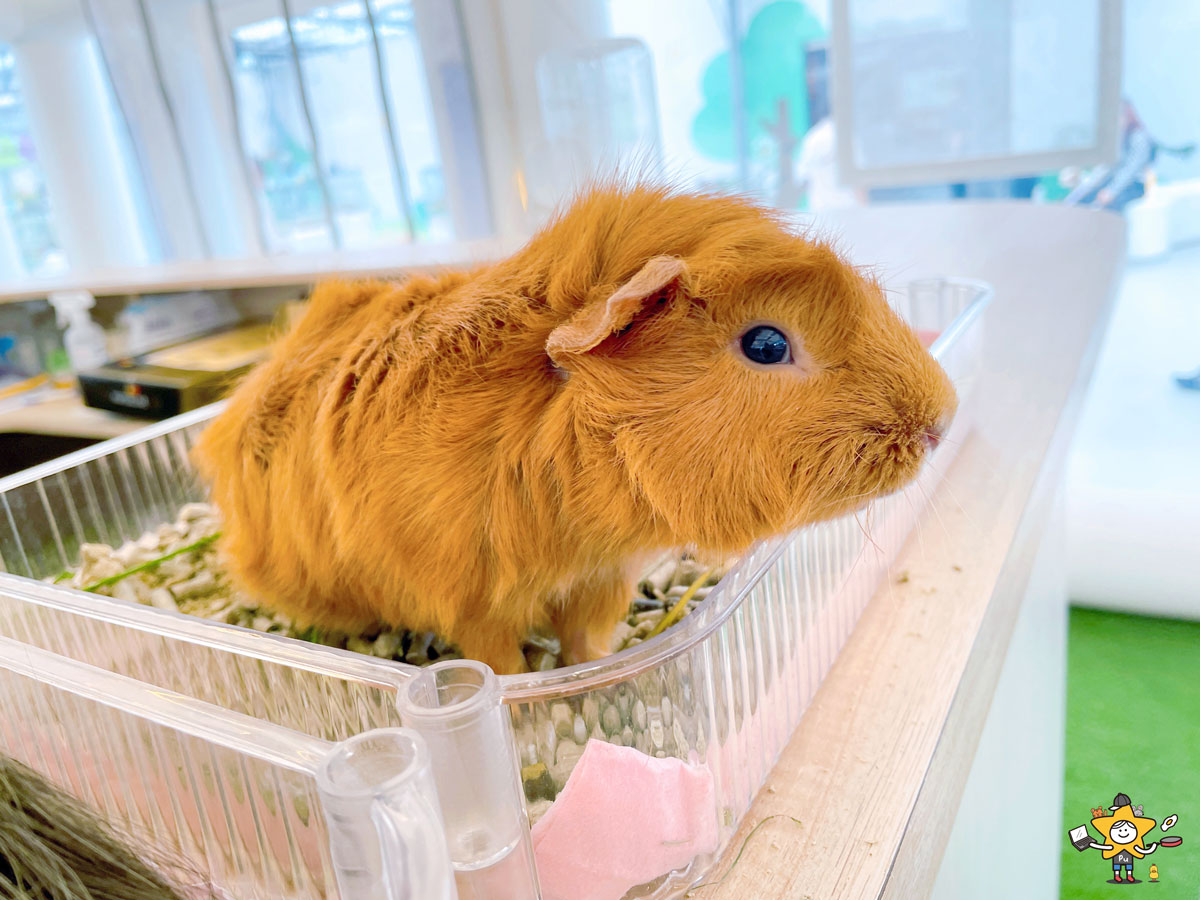 宜蘭三星親子景點推薦|遛遛三星 / 白狐狸互動×文青溫室×手作體驗,適合全家慢遊的療癒景點 - 第7張圖 宜蘭三星親子景點推薦|遛遛三星 / 白狐狸互動×文青溫室×手作體驗,適合全家慢遊的療癒景點