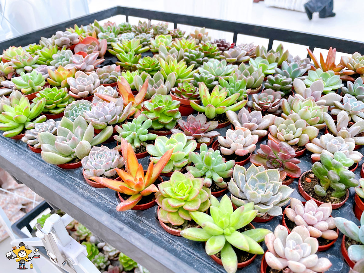 宜蘭三星親子景點推薦|遛遛三星 / 白狐狸互動×文青溫室×手作體驗,適合全家慢遊的療癒景點 - 第50張圖 宜蘭三星親子景點推薦|遛遛三星 / 白狐狸互動×文青溫室×手作體驗,適合全家慢遊的療癒景點